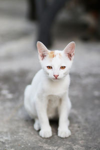 Portrait of white cat