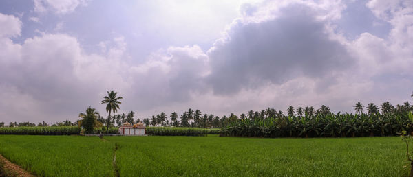 Scenic view of agricultural field against sky