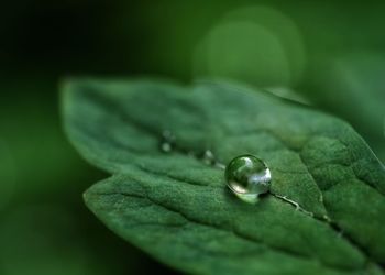 Close-up of wet leaf