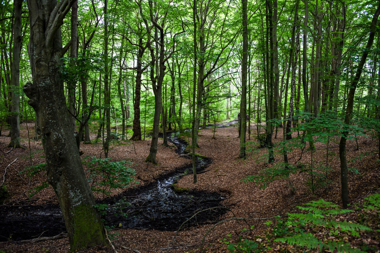 SCENIC VIEW OF FOREST