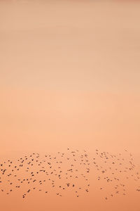 Low angle view of birds flying against sky during sunset