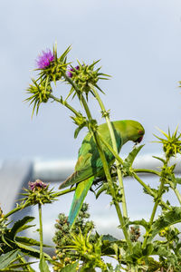 Close-up of flower on plant against sky