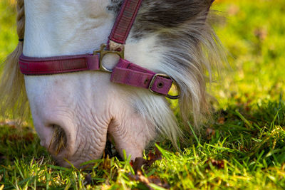 Close-up of horse on field