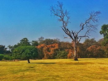 Trees on field against clear blue sky