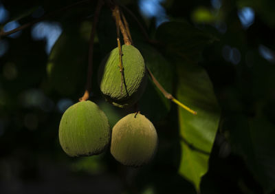 Close-up of fruits growing on tree