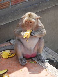 Monkey eating food