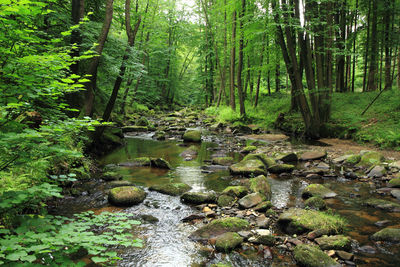 Scenic view of stream amidst trees in forest