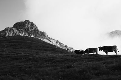 Cows on field against sky