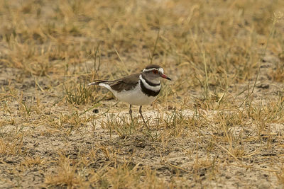 Bird perching on a field