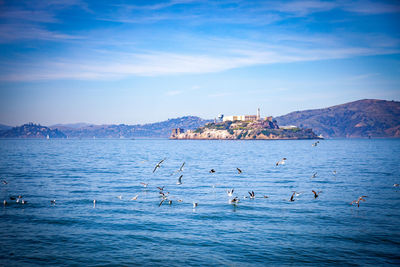 Birds swimming in sea against blue sky