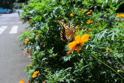 Butterfly pollinating on flower