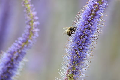 Close-up of purple flowering plant