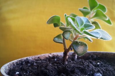 Close-up of fresh green plant on dirt in pot