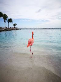 View of a bird on beach