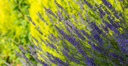 Full frame shot of yellow flowering plant