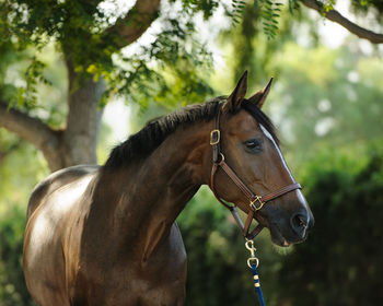 Close-up of a horse against the sky