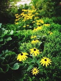 Close-up of yellow flowers blooming outdoors