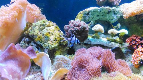 Close-up of fish in sea