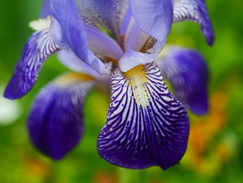 Close-up of purple iris