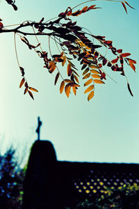 Low angle view of tree against clear sky