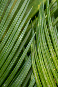 Full frame shot of plants