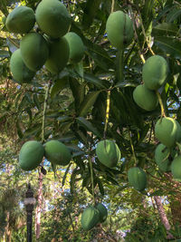 Close-up of apples growing on tree