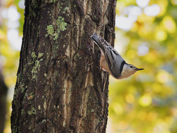 Close-up of bird perching on tree trunk