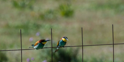 Birds perching on outdoors