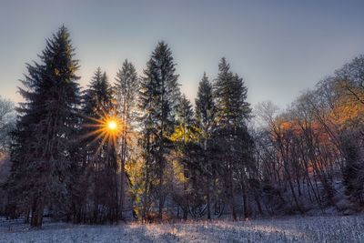 Trees on snow covered field against sky