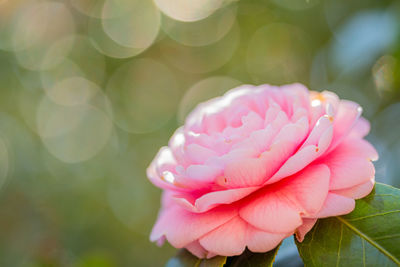 Close-up of pink rose flower