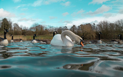 Swan swimming in lake