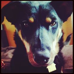 Close-up portrait of a dog