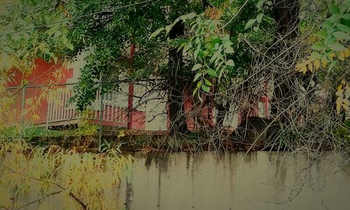 Plants growing by calm lake