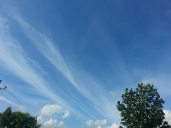 Low angle view of trees against blue sky