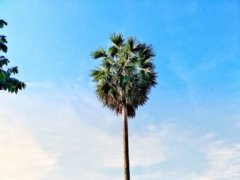 Low angle view of coconut palm tree against blue sky