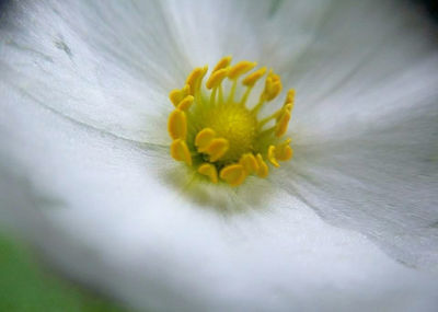 Close-up of yellow flower