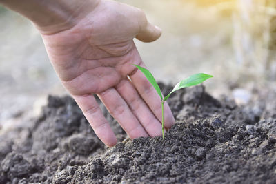 Cropped image of man hand touching sapling growing on field