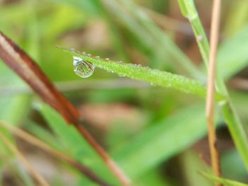 Close-up of water drops on leaf