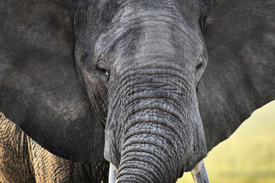 Close-up of elephant