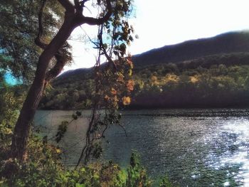 Scenic view of lake in forest against sky