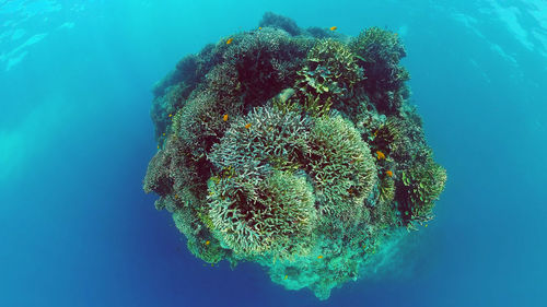 Close-up of fish underwater