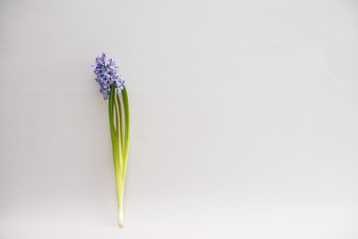 Close-up of flower over white background