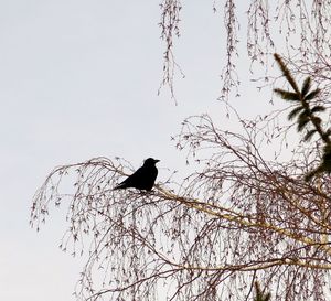 Low angle view of birds perching on tree