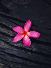 High angle view of pink flowers on wood