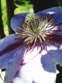 Close-up of purple flowers