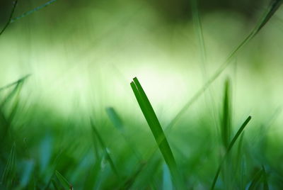 Close-up of grass
