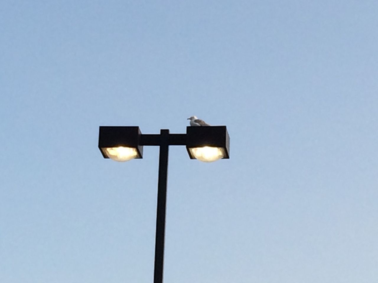 low angle view, lighting equipment, street light, copy space, clear sky, electricity, electric light, illuminated, light bulb, electric lamp, pole, lamp post, lamp, sky, no people, silhouette, blue, glowing, high section, fuel and power generation