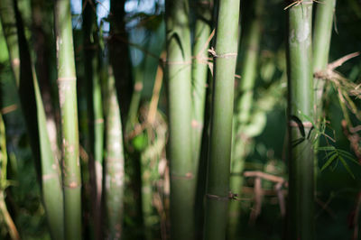 Close-up of bamboo plants in forest