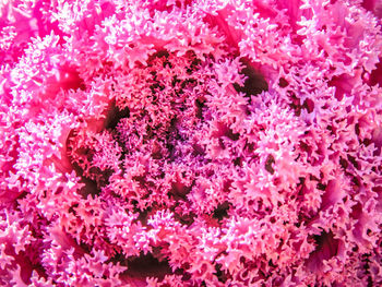 Full frame shot of pink flowers