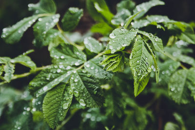 Close-up of wet plant leaves during rainy season